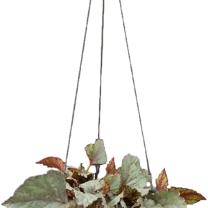 vaso suspenso brussels "18cm", Antracite