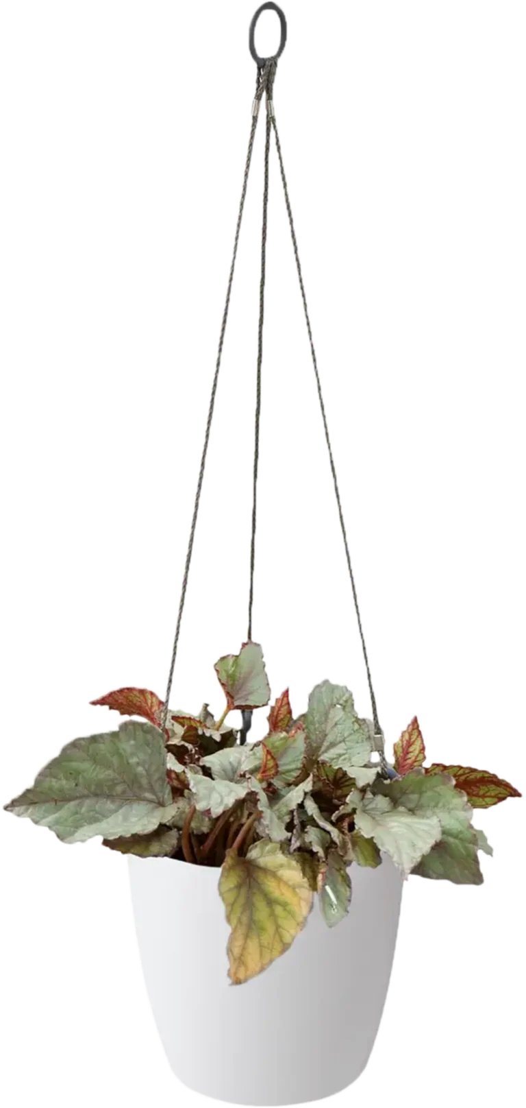 vaso suspenso brussels "18cm", Antracite