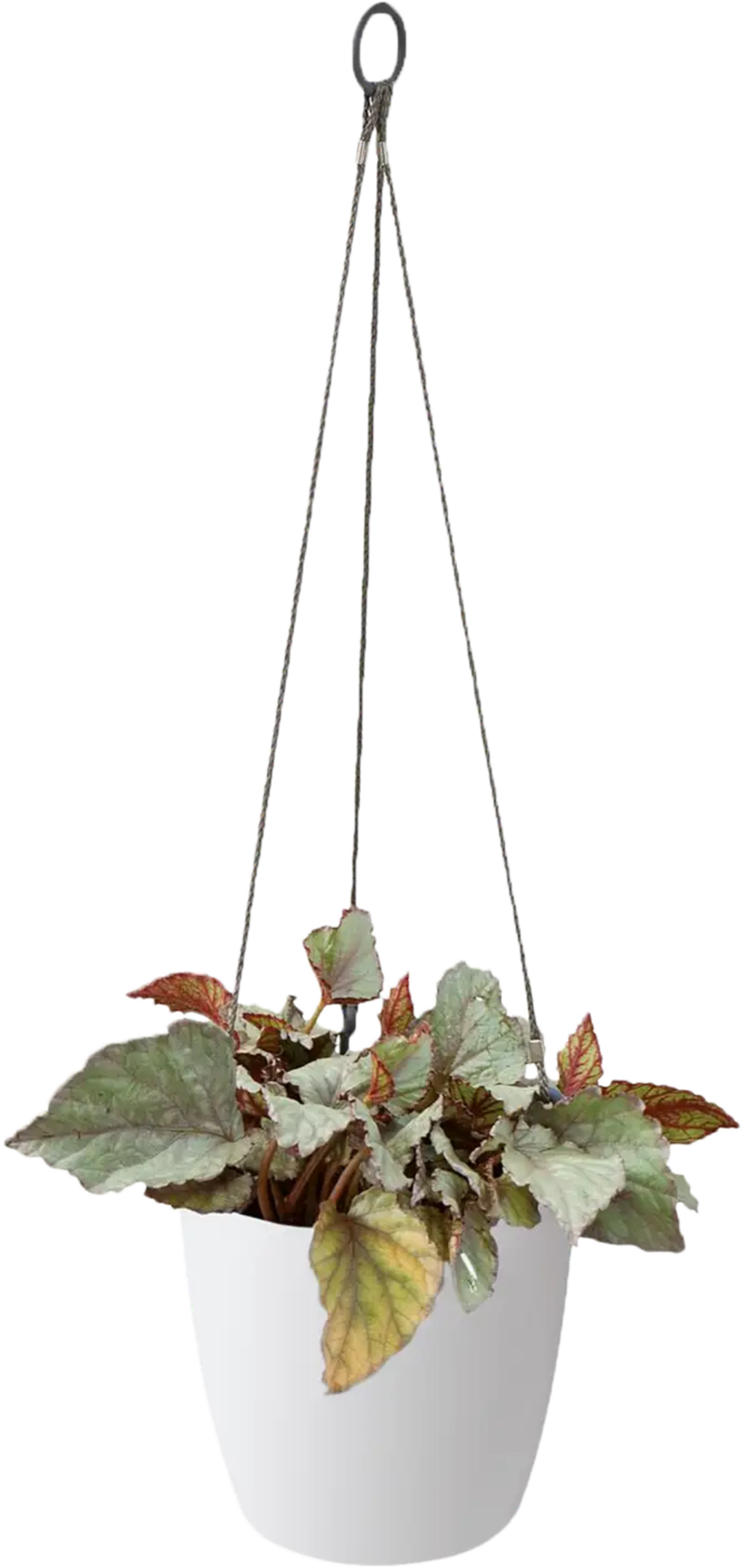 vaso suspenso brussels "18cm", Antracite